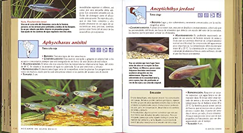 acuario de agua dulce (vida verde)