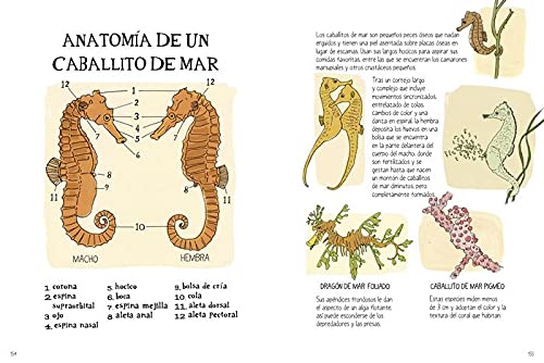 la vida en el océano: secretos y curiosidades del mundo marino (varios)