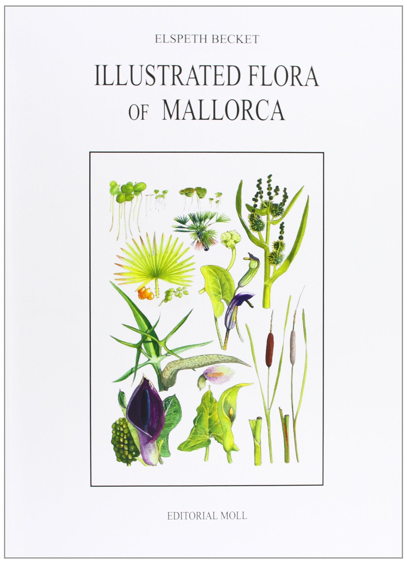 illustrated flora of mallorca